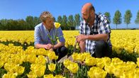 Was kostet... – Die Nordostpolder-Region am Ijsselmeer ist das größte Tulpenanbaugebiet der Niederlande. Johannes Zenglein erfährt von Tulpenfarmer Jeen Bruinsma Wissenswertes rund um die farbenfrohen Blüten.