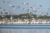 GEO Reportage – Im rumänischen Donaudelta lebt die größte Pelikankolonie Europas. Durch die Ausweisung von Schutzgebieten hat sich ihre Zahl in den letzten Jahren noch einmal erhöht.