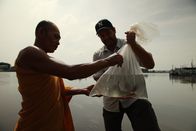 Zeb Hogans Monsterfische – In Thailand macht sich Dr. Zeb Hogan (r.) mit Hilfe von Einheimischen auf die Suche nach der Riesenbarbe, auch Siamesischer Riesenkarpfen genannt, der bis zu 270 kg schwer werden kann ...
