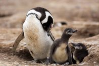 Universum – Ein Magellan-Pinguin mit seinen Küken. Die Kameras halfen die Jagdstrategien der Pinguine zu verstehen.
