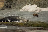 Alaskas tödlichste Jäger – Aleutian Islands, Alaska: A brown bear approaches a beached humpback carcass that orcas had killed earlier.