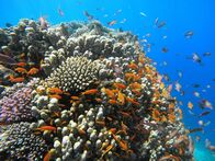 Universum: Das Rote Meer - Im Zaubergarten der Evolution – Rotes Meer – Unterwasserwelten.