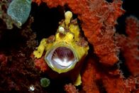 Terra X: Unsere Erde – Anglerfische besitzen kräftige kleine Flossen, mit denen sie im Riff fast wie auf Beinchen laufen können, um sich den besten Angelplatz zu sichern.