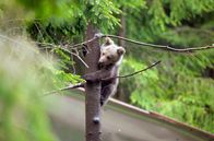 Mission Wildnis – Auf einem Baum festsitzendes Braunbärenbaby