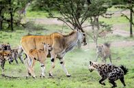Masai Mara - Geburt im Paradies – Eine Elandantilope verteidigt ihr Kleines gegen ein Hyänenrudel. Sie hält sich die Angreifer mit ihren gekrümmten Hörnern vom Leib, die sie wie Säbel schwingen kann.