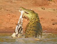 Animal Fight Club – Fr, 21.08., 06:05 Uhr