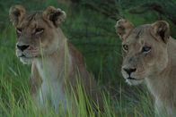 Killer Safari – Zwei Löwen sitzen im hohen Gras; der rechte Löwe hat ein trübes rechtes Auge – ein Anzeichen dafür, dass er auf diesem Auge blind ist. (Earth Touch LTD)