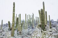 Terra X: Unser grüner Planet – Gelegentlich müssen Saguaro-Kakteen sogar Schneefällen trotzen, wie hier in der Sonora-Wüste.