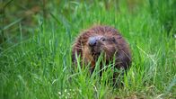 Die Rückkehr der Biber – Landspaziergang: Biber sind die größten Nagetiere Deutschlands.