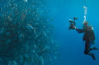 MDR DOK: Wer wir waren – Sylvia Earle (Ozeanologin) unter Wasser