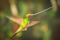 Planet Erde II – Ein Schwertschnabelkolibri im Nebelwald von Ecuador. Diese Kolibris sind die einzigen Vögel, bei denen der Schnabel länger als der Körper ist. Dank dieser Anpassung können sie Nektar aus sehr tiefen Blütenkelchen naschen. in Verbindung mit der Sendung bei Nennung ZDF/Tom Hugh-Jones