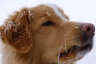 Der Hund - Des Menschen bester Freund – Dog in the snow.