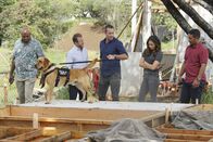 Hawaii Five-0 – Bekommen für ihren neuen Fall tierische Unterstützung: (v.l.n.r.) Lou Grover (Chi McBride), Danny (Scott Caan), McGarrett (Alex O'Loughlin), Tani (Meaghan Rath) und Junior (Beulah Koale) ...