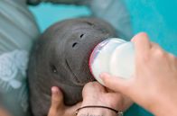 GEO Reportage – Die kleine Moana kam verwaist ins Seekuh-Krankenhaus. Das nur wenige Monate alte Kalb wurde allein und hilflos an einem Strand gefunden.
