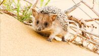 Terra Mater – Igel sind wohl die bekanntesten Vertreter stacheliger Tiere. Wie sein Name schon nahelegt, bewohnt der Wüstenigel trockene Regionen. Seine Stacheln sind im Grunde nichts anderes als umgeformte, besonders stabile Haare. Die Stacheln sind hohl und biegsam – ausgewachsene Igel besitzen mehrere tausend dieser ebenso spitzen wie wirksamen Verteidigungswaffen. Bei Gefahr rollen sich Igel zu einer Stachelkugel zusammen, der Fressfeinde nur schwer beikommen.