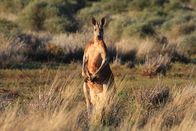 Australien – Australien (2014)