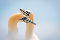 Vögel – Der Basstölpel hat auf Helgoland erstmals im Jahr 1991 gebrütet. Inzwischen gibt es dort fast 1.500 Brutpaare – was bedeutet, dass der Vogel recht gut mit den derzeitigen Bedingungen in der Nordsee klarkommt.