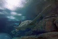 Neuseeland - Rivalen der Urzeit – Äußerlich ist der Sägefisch eine Mischung zwischen einem Rochen und einem Hai.