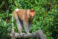 Wilde Insel Borneo – Portrait of a wild Proboscis monkey or Nasalis larvatus, in the rainforest of island Borneo, Malaysia, close up.