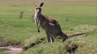 Tierduell – Kangaroo