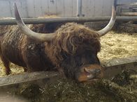 Servus Reportage – Ein schottisches Hochlandrind auf dem Bauernhof von Johann Konrad in Pfaffing (OÖ).