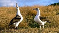 Planet der Liebe – Zwei weibliche Albatrosse werben umeinander. Eine seltene Konstellation und doch ziehen sie gemeinsam erfolgreich Küken groß.