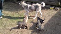 Welt der Tiere – Welpen mit der Mutter