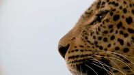Der Leopard mit den Jade-Augen – Close-up side profile of Toto's mother, Fig.