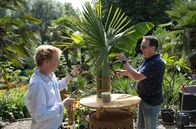 Garten und lecker – Palmen, Bananen und Bambus – das sind die Stars im Garten von Thomas Seggewiß aus dem Münsterland. Der Hausmann aus Raesfeld hat aus dem Selbstversorgergarten seiner Schwiegereltern in rund 20 Jahren ein Exotenparadies geschaffen. Auf 5.000 Quadratmetern wachsen asiatische, afrikanische und südamerikanische Gewächse um die Wette. - Thomas Seggewiß (r) bekommt Unterstützung von Floristmeister Björn Kroner.
