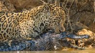 Jaguar vs. Krokodil – Pantanal, Brasilien - Nahaufnahme von Scarface, der einen Kaiman aus dem Wasser hebt