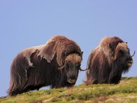 Animal Fight Club – The muskox have armored skulls that help cushion the impact of colliding head first with an opponent. Four-inch thick horn and three inches of bone shield the brain, help to absorb the shock. Vertebrae five times bigger than a humans help's soak up the strain of the battle.