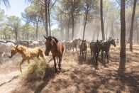 Abenteuer Spanien – Parque Nacional de Doñana“ ist eines der vielseitigsten Feuchtgebiete Europas. Unter den vielen Tieren, die das Schutzgebiet bevölkern, leben auch die Marismeño-Pferde.