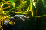 Die fabelhafte Welt der Frösche – Krallenfrosch.