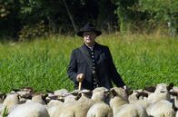 Wanderschäfer in Brandenburg – Knut Kucznik mit seinen Schafen auf der Wiese in Altlandsberg: Ein Hirte und seine Schäflein bieten ein geradezu biblisches Bild.