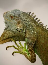 Experiment Verwandtschaft – Ein lebenswichtiges Patent der Evolution - die Haut, die den Leguan vor dem Austrocknen schützt.