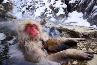 Helden der Evolution – Japanmakak.