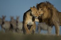 Asiens tierische Freaks – Löwe und seine Löwin.