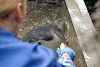 GEO Reportage – Viele Tierarten in Neuseeland sind vom Aussterben bedroht – so auch die Gelbaugenpinguine. In einem Pinguinkrankenhaus auf der Südinsel werden kranke Tiere aufgepäppelt.