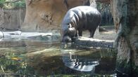 San Diego Zoo – Pygmy hippo