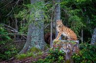 Luchs – Ein Luchs sitzt majestätisch auf einem Baumstumpf. Für das Gleichgewicht des Ökosystems Wald ist die Raubkatze unverzichtbar.