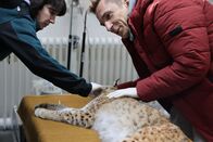 pur+ – Moderator Eric Mayer (r.) ist bei der medizinischen Untersuchung des Luchses Nero im Zoo Karlsruhe dabei. Der noch junge Luchs soll ausgewildert werden. Dafür muss er aber gesund sein und wird daher untersucht. Die Untersuchung wird unter anderem von Biologin Eva Klebelsberg (l.) vom Projekt "Luchs Baden-Württemberg" vom "FVA-Wildtierinstitut - Forstliche Versuchs- und Forschungsanstalt" durchgeführt.