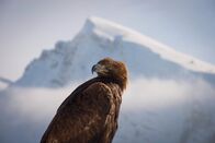 Planet Erde II – Steinadler durchstreifen weite Gebiete auf der Suche nach Nahrung und Paarungspartnern. Sie fressen Säugetiere, Vögel, Reptilien, Fische, Amphibien, Insekten und Aas. Das macht sie zu den erfolgreichsten Greifvögeln der Bergwelt.