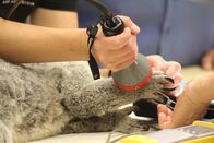 Zoogeflüster – Wruwallin, der sechzehnjährige Koala, erhält eine Laserbehandlung gegen seine Arthritis. (National Geographic/Jesse Kennedy)