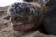 Wilde Inseln – Trinidads ältester Besucher – die Lederschildkröte