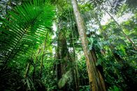 Terra X: Unser grüner Planet – Nirgendwo ist die Vielfalt an Pflanzen größer als in den Tropen - wie etwa in diesem tropischen Regenwald in Costa Rica.