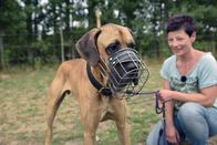Re: – Doggen-Rüde Murphy trägt einen Maulkorb, der verhindert, dass er zubeißen kann. Halterin Claudia P. will auf Nummer sicher gehen.
