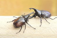 Animal Fight Club – Käfer berkiegen sich bei ihrem Kämpfen manchmal bis zum Tod.