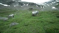 Heimatleuchten – Noriker auf der Krimmler Hochalm im Achental