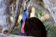Australien – Der Helmkasuar lebt als Einzelgänger. Nur die Männchen kümmern sich als „alleinerziehende Väter“ um die Brut und Aufzucht der Küken.