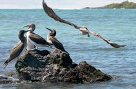 Galapagos – Vier Blaufußtölpel auf einem Felsen im Ozean
